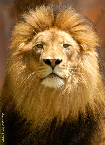 Male lion portrait closeup with intensely watchful eyes.