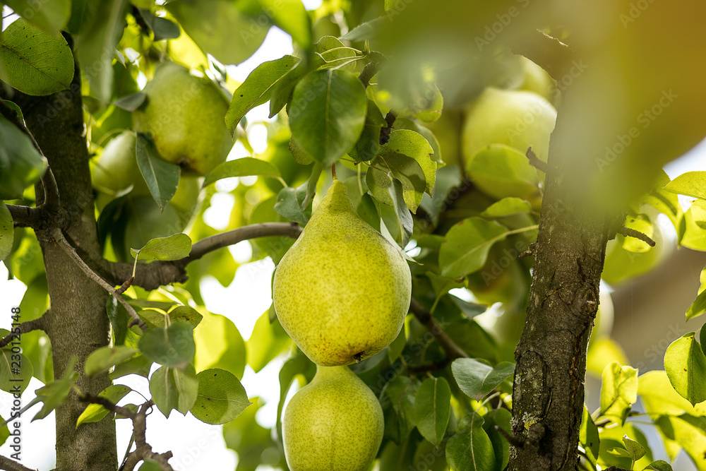 Tasty young healthy organic juicy pears hanging on a branch