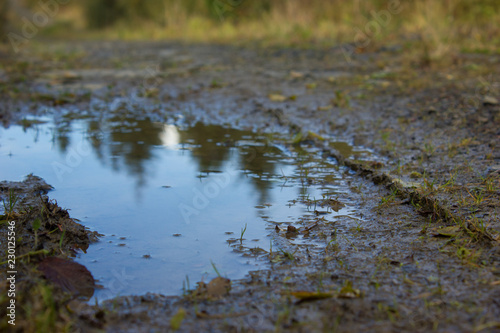 Wallpaper Mural puddle in wet soil on the road with leaves and nature reflection Torontodigital.ca