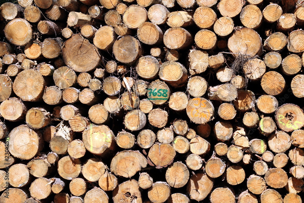 Fototapeta premium Stacked logs in a forest