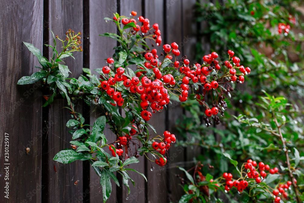 Red berries (cotoneaster horizontalis) in the garden.