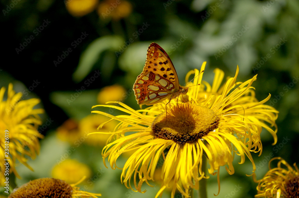 Butterfly on Yellow Flower Butterfly on Yellow Flower