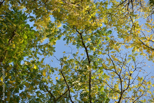 Autumn tree tops with yellow-green leaves on the background of Sunny blue sky. 