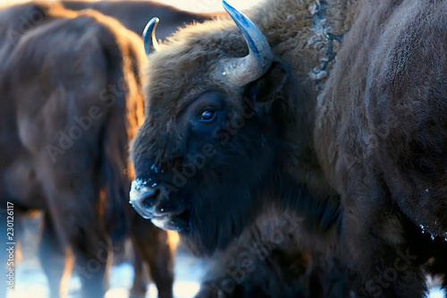 Aurochs bison in nature / winter season, bison in a snowy field, a large bull bufalo