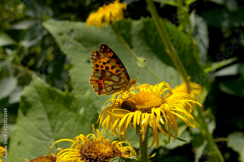 Yellow Butterflies © Vandor