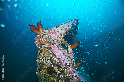 ascidia purple underwater photo coral reef