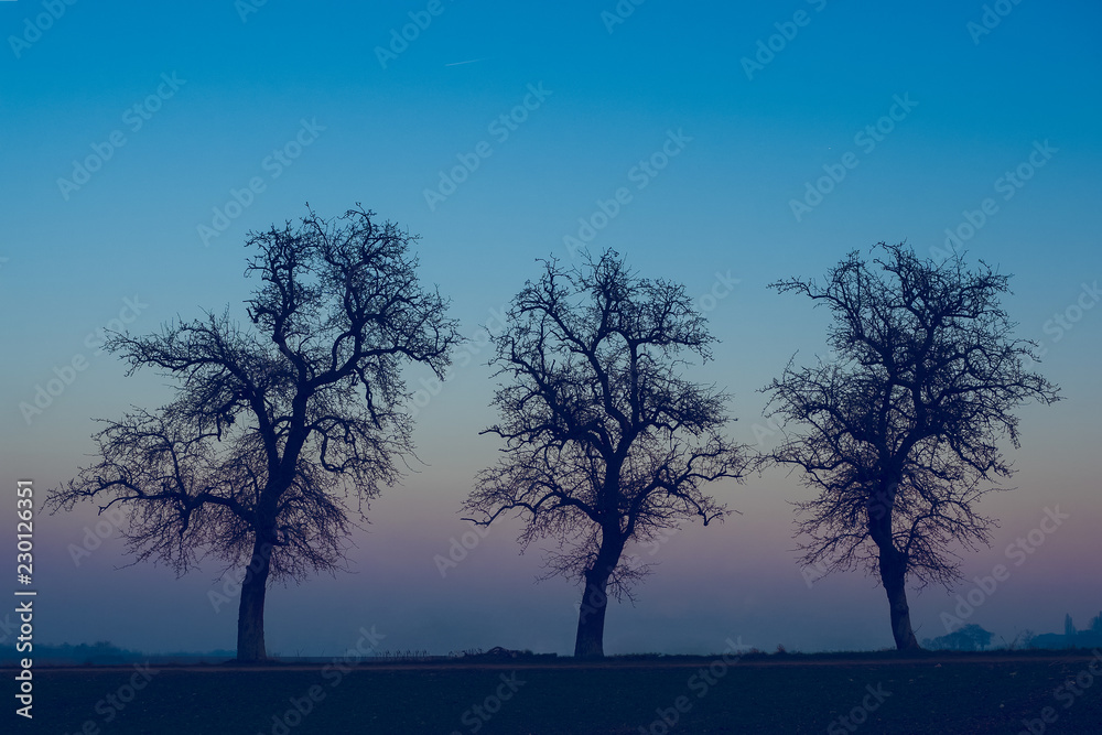 Silhouette of three trees on a background of blue sky and sunset Silhouette of three trees on a background of blue sky and sunset