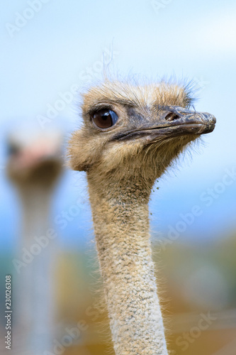 Funny grimace of ostrich, human expression.