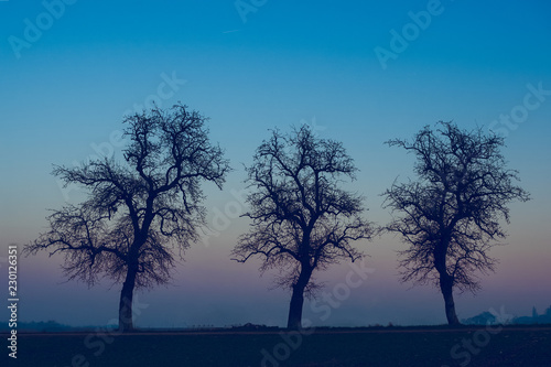 Silhouette of three trees on a background of blue sky and sunset © juanjo_crj