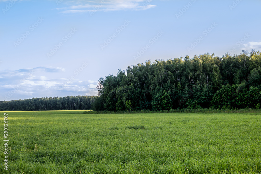 tree in a field