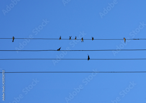 Birds sit on the wires