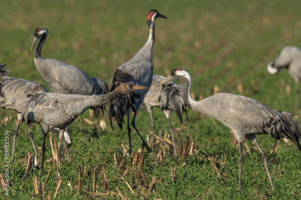 Obraz premium kraniche