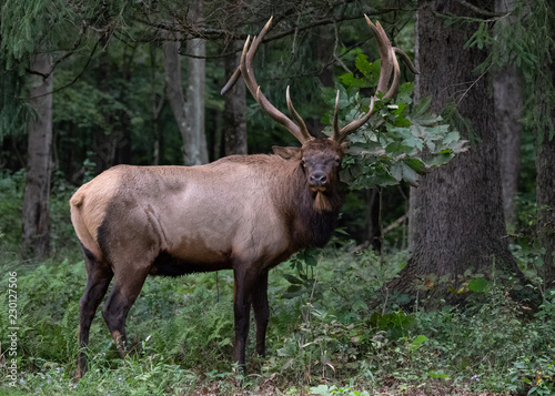 Bull Elk