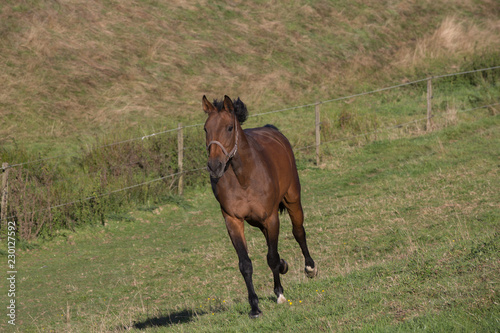 Pferd galoppiert auf der Wiese auf den Betrachter zu