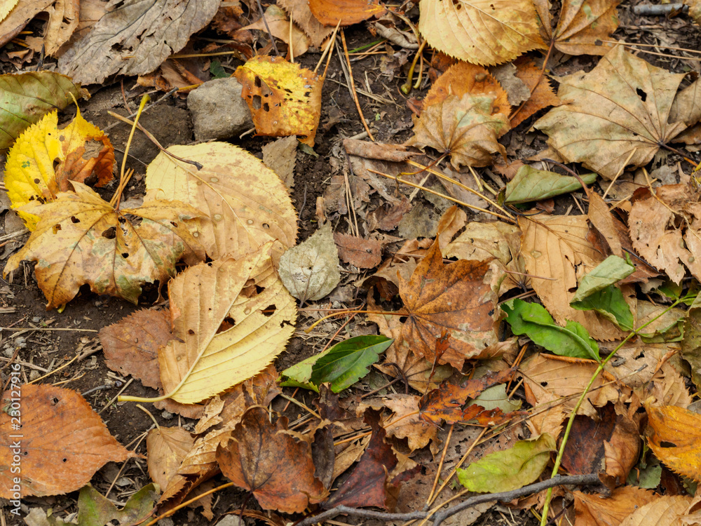Fallen leaves Fallen leaves
