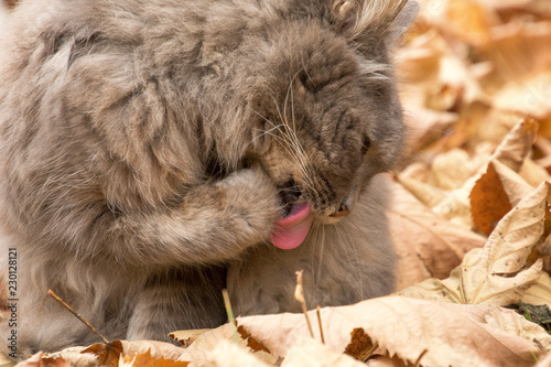 Gatto grigio dal pelo lungo photo