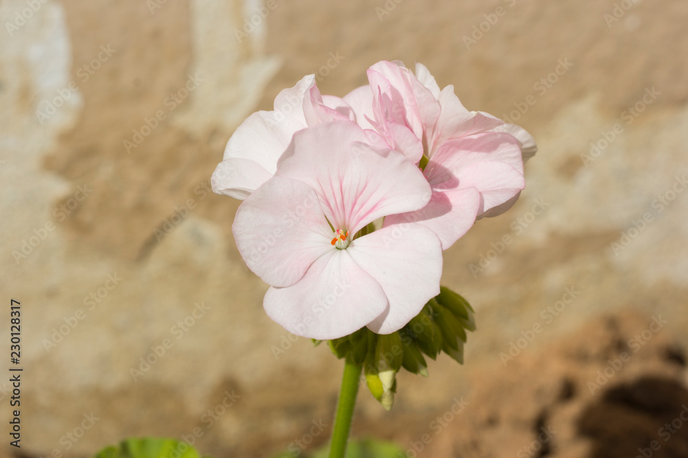 Foto de Branch of spring blossom with pink cranesbill flowers