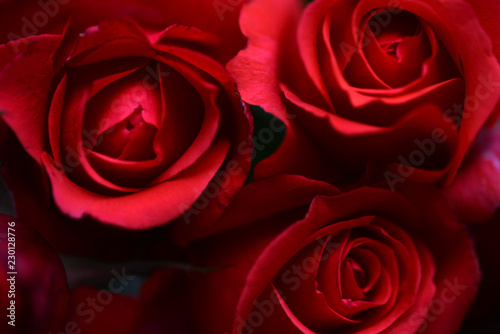 Beautiful red roses close up. Background for celebrations. 