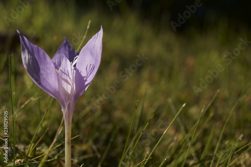 Purple wildflower - Crociris, Crocus banaticus photo