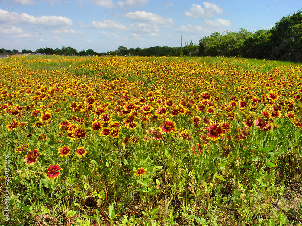 Indian Blanket (Gaillardia pulchella) Wildflowers