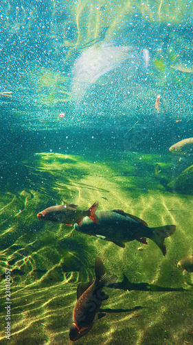 fish underwater river and lake fishing concept