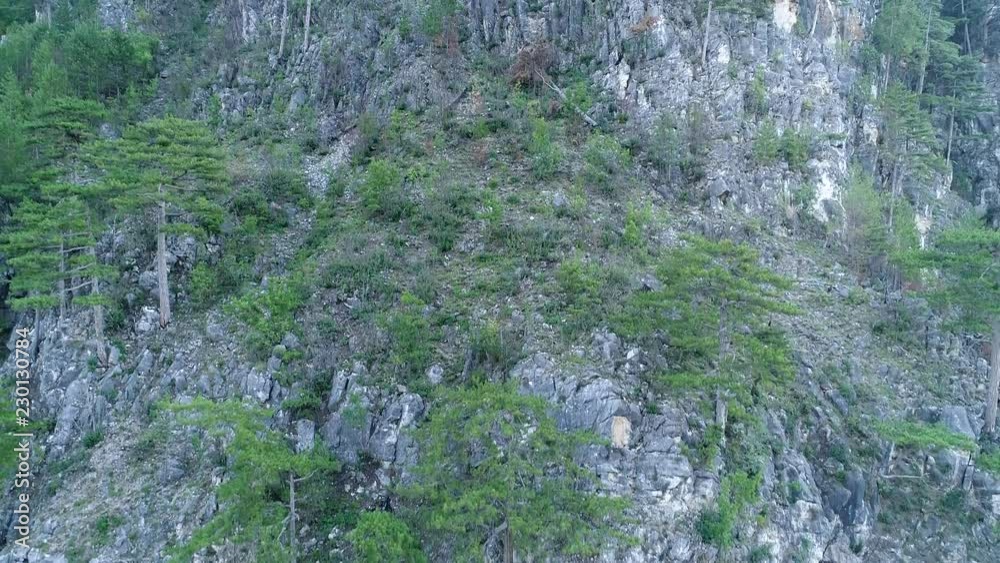 aerial drone flying over pine tree forest in wild nature mountains early morning sunrise in slow motion aerial drone flying over pine tree forest in wild nature mountains early morning sunrise in slow motion