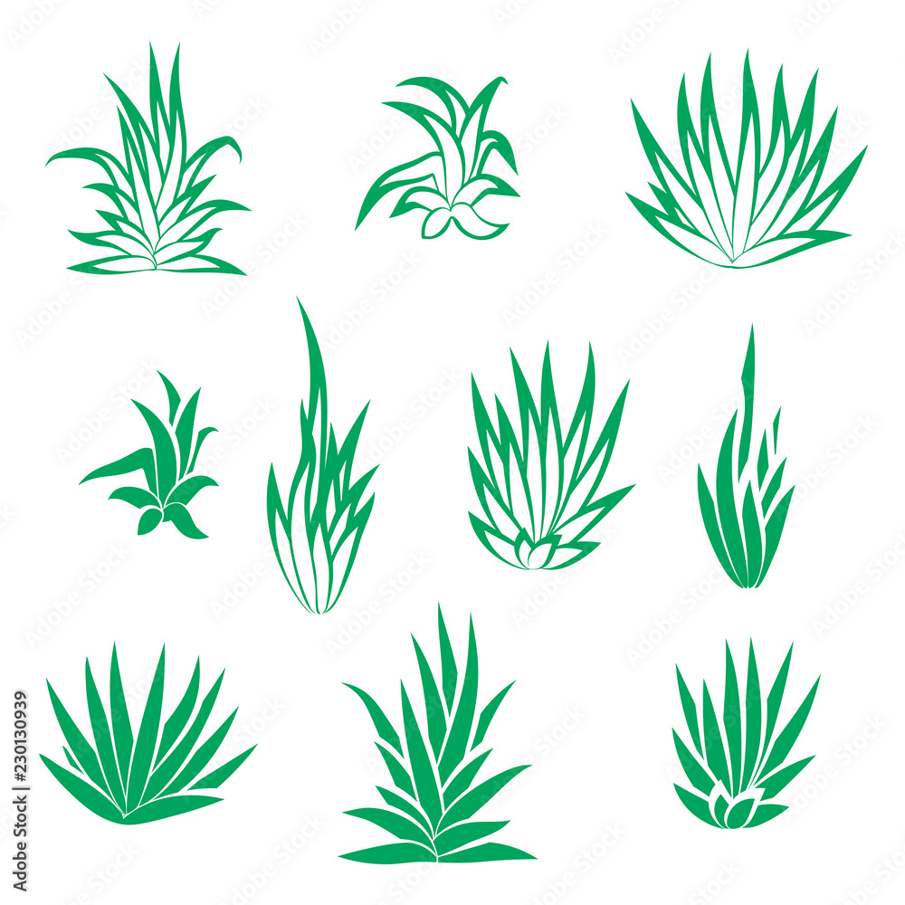 Fototapeta premium Set of succulent plant, flower isolated on white background. Vector illustration.