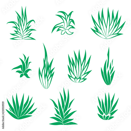 Set of succulent plant, flower isolated on white background. Vector illustration.