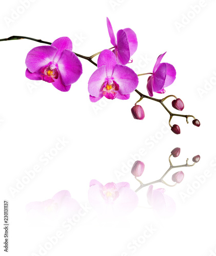 Pink orchid on a white background