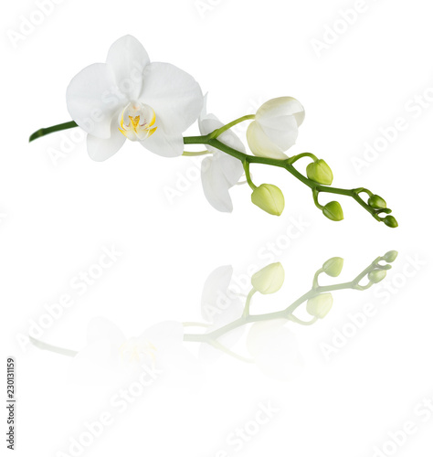Moth orchid on white
