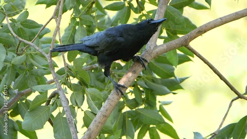 Slow montion of active Crow Raven / Black bird standing on tree in the garden (High Speed Video)