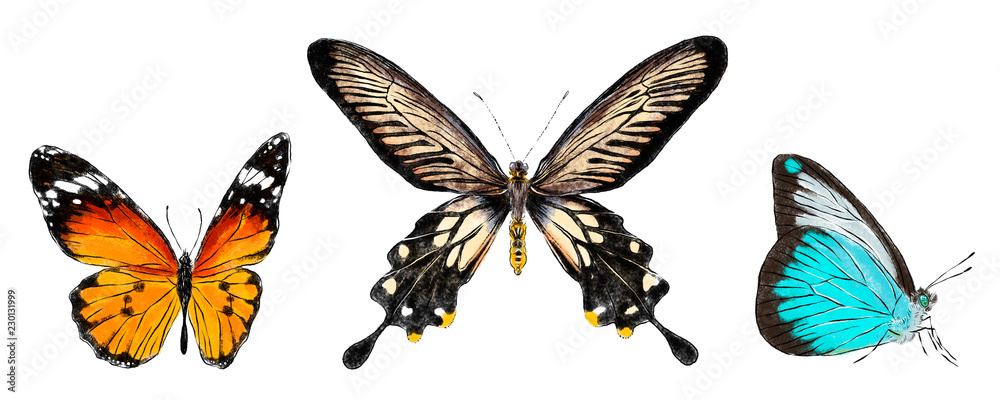 Set of various butterflies isolated on white background. Colorfull flying insects. Natural bright wildlife detailed illustration. Set of various butterflies isolated on white background. Colorfull flying insects. Natural bright wildlife detailed illustration.