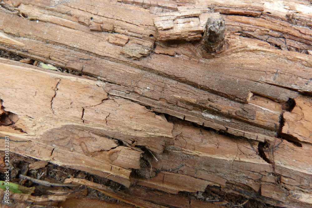 pine bark closeup brown design natural material wood texture background pine bark closeup brown design natural material wood texture background