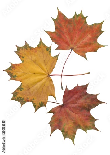 multicolor leaves of maple tree at autumn