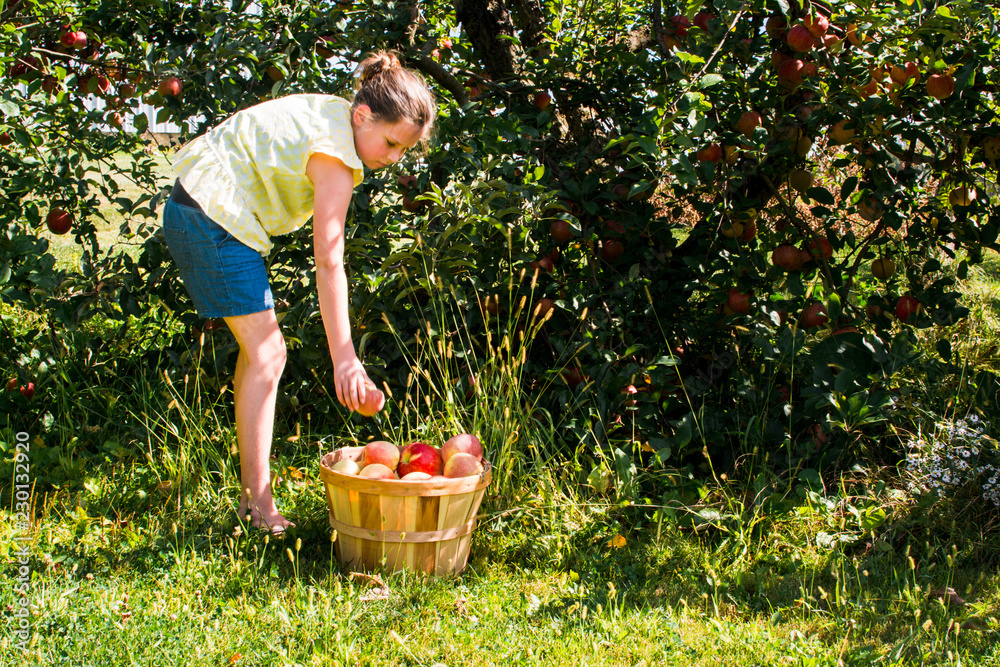 Fototapeta premium Picking Apples