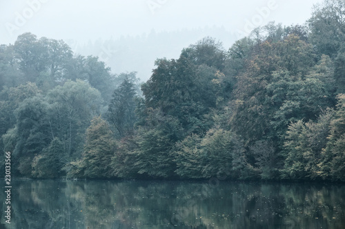 Nebliger Herbstwald am Rhein.