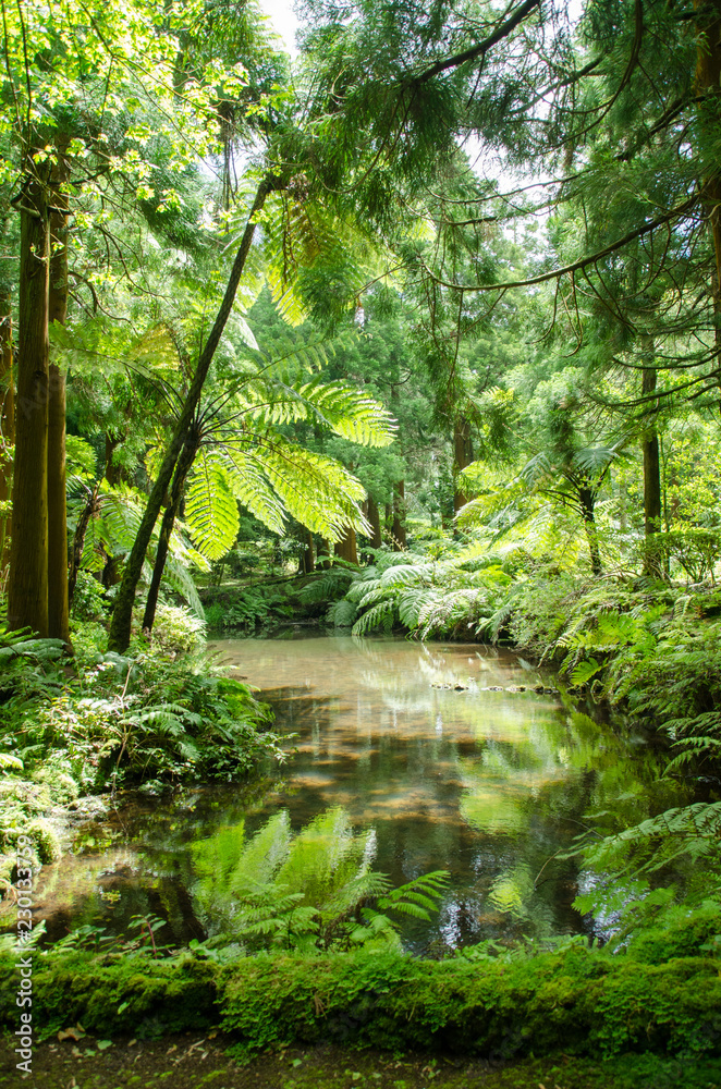 Green Forest Nature Green Forest Nature