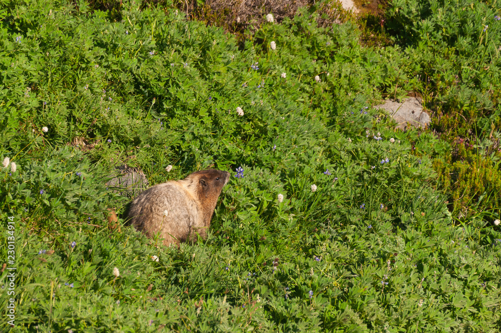 Marmot at grass