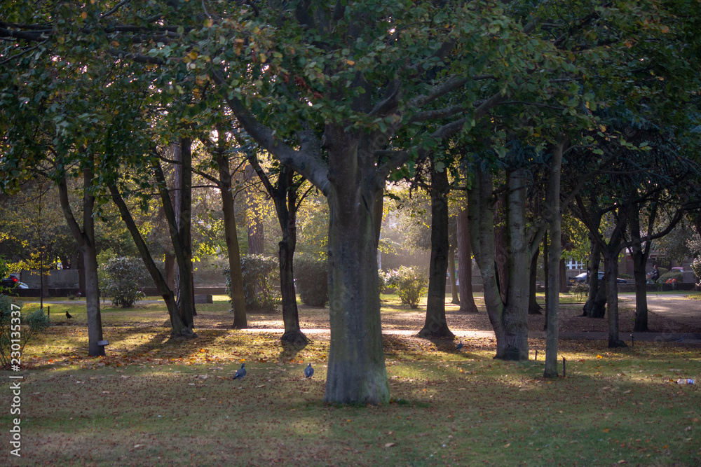 trees in the park trees in the park