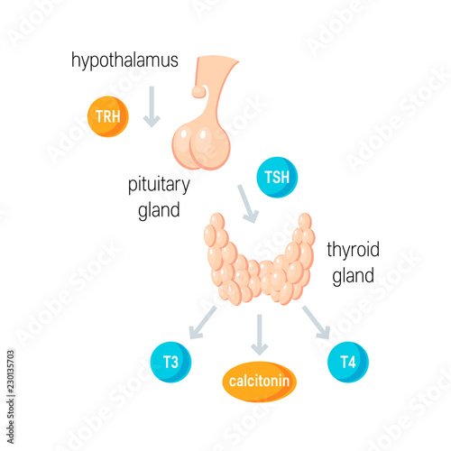 Thyroid hormones vector