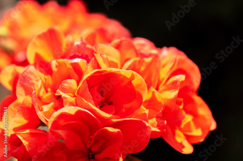 Beautiful bouquet of brightly colored flowers. Small petals with details of the ribs.