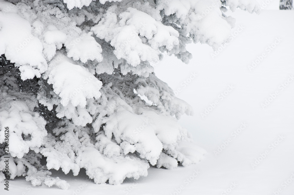 Snow covered spruce tree branches. Snow covered spruce tree branches.
