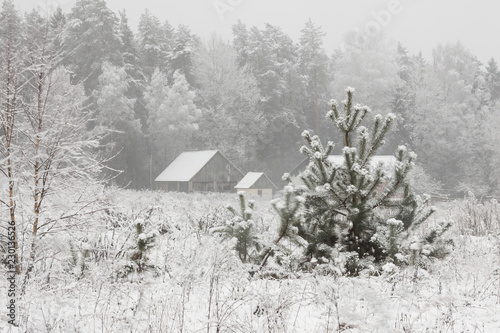 Winter landscape with a Christmas tree.