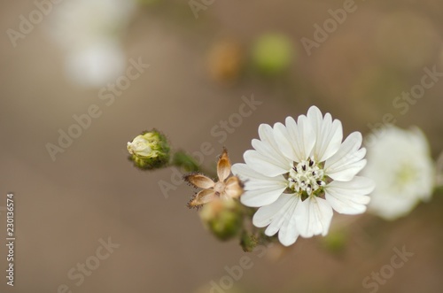 Hayfield Tarweed Macro photo