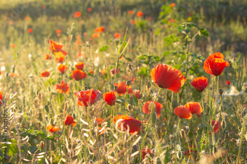 Red flowers in the field. Numerous buds of poppies in the meadow.