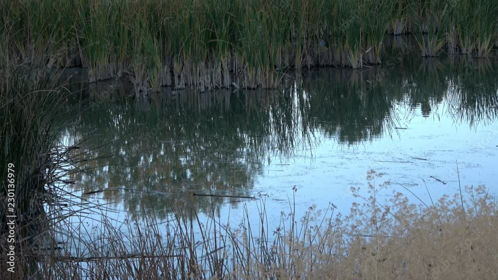 Reflections and scummy surface near cattails in a marsh Reflections and scummy surface near cattails in a marsh