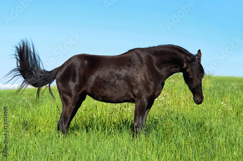 Beautiful black horse grazes on the grass against the blue sky, green pasture. Panoramic view