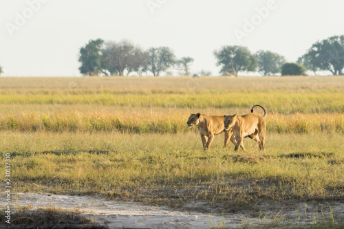 Two Lions Walk Side by Side Along An African Plain in the Light of the Setting Sun