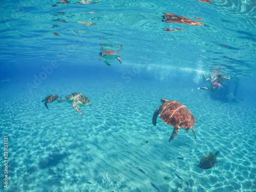 Swimming with Turtles on the Caribbean Island of Curacao
