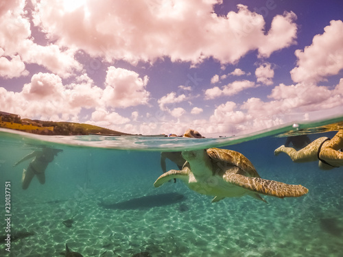 Swimming with Turtles on the Caribbean Island of Curacao